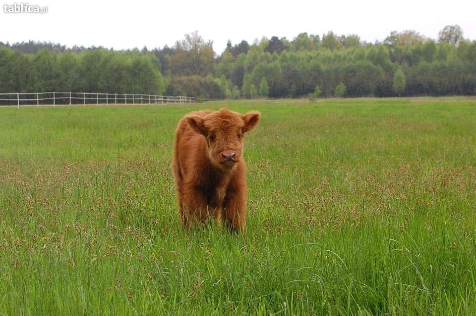 Szkockie Krowy Wysokogórskie (Highland Cattle)