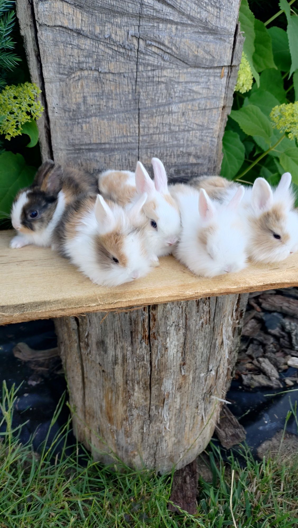 Królik miniaturka teddy mini lop lew