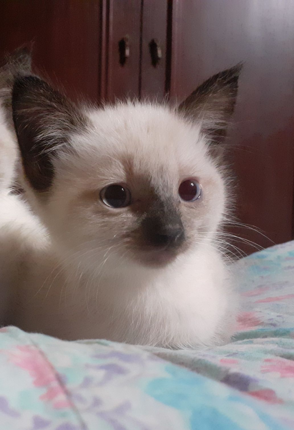 Продам сиамского котёнка