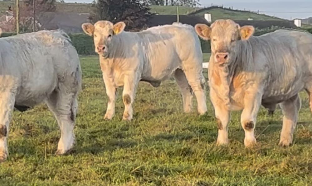 Byki mięsne 100 % rasy CHAROLAISE - odsadki