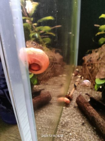 Ślimak zatoczek  różowy
