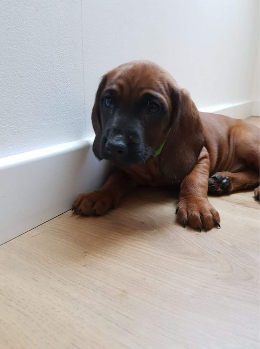 Ostatni szczeniak Posokowiec Bawarski po polujacych rodzicach ! Pies