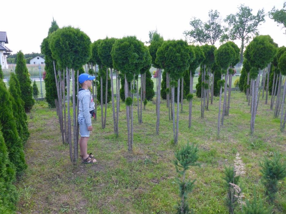 okazy XXL kula formowana bonsai bonzaj producent tuja cyprys szmaragd