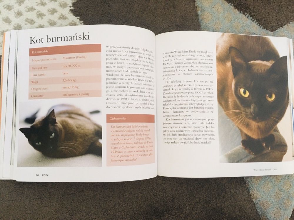 Koty kompendium wiedzy
