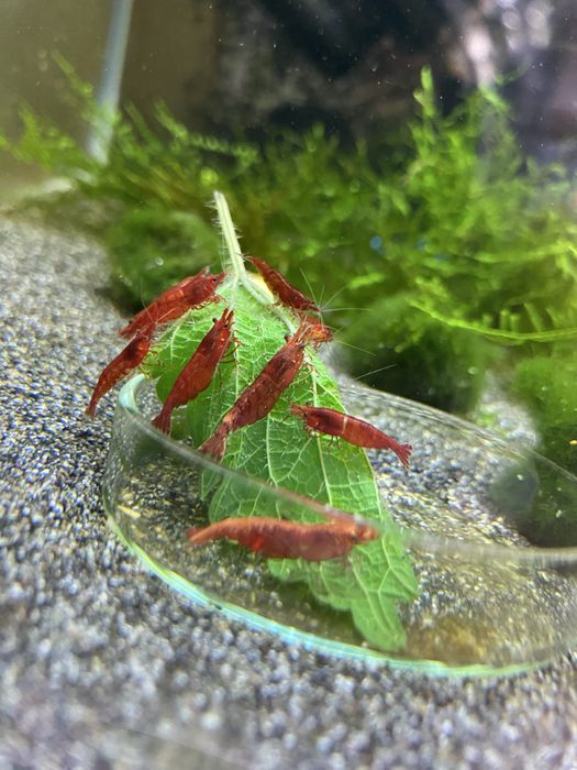 Neocaridina Red Cherry