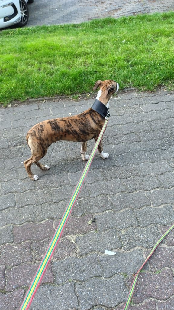 Chart angielski whippet FCI
