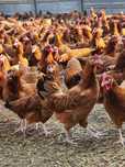 LEGHORN ROSSA NIOSKI ! Piękne Kury od Hodowcy z dowozem ! Promocja !
