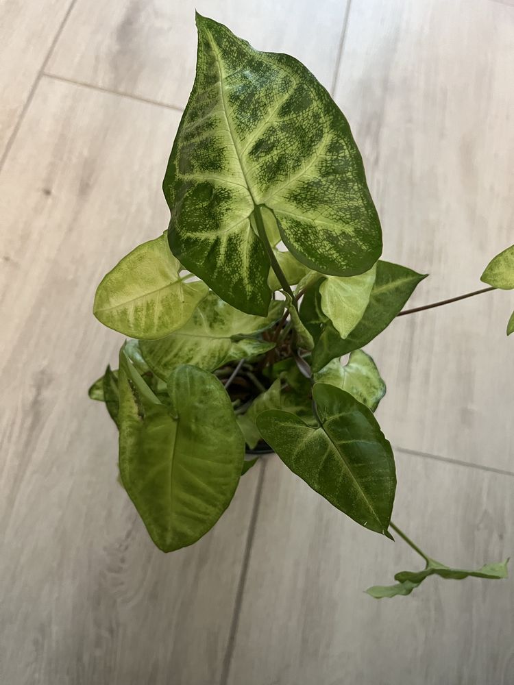 Syngonium, zroślicha