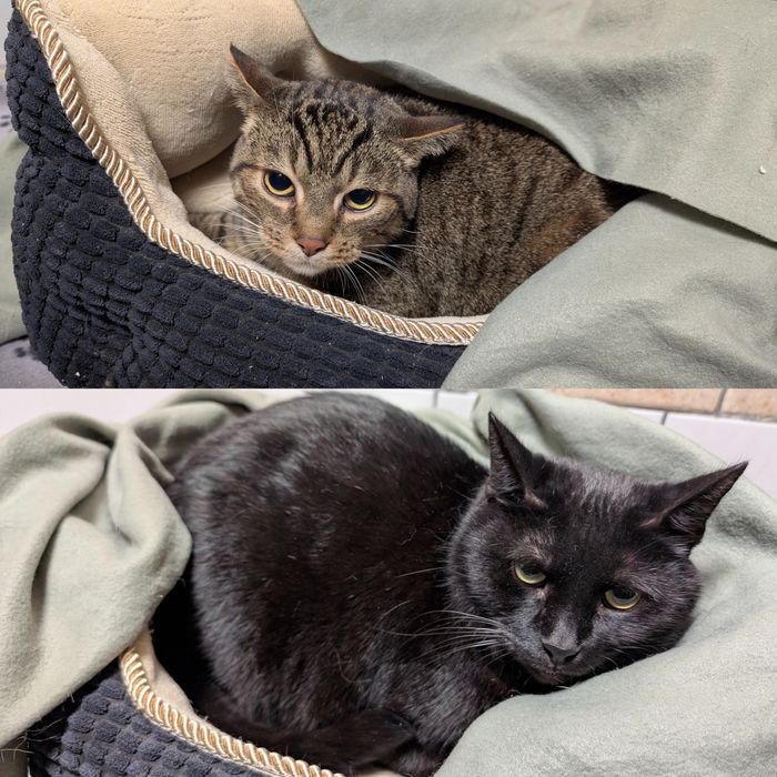 Mamba i Gucio tracą nadzieję… Potrzebny dom - razem lub osobno!