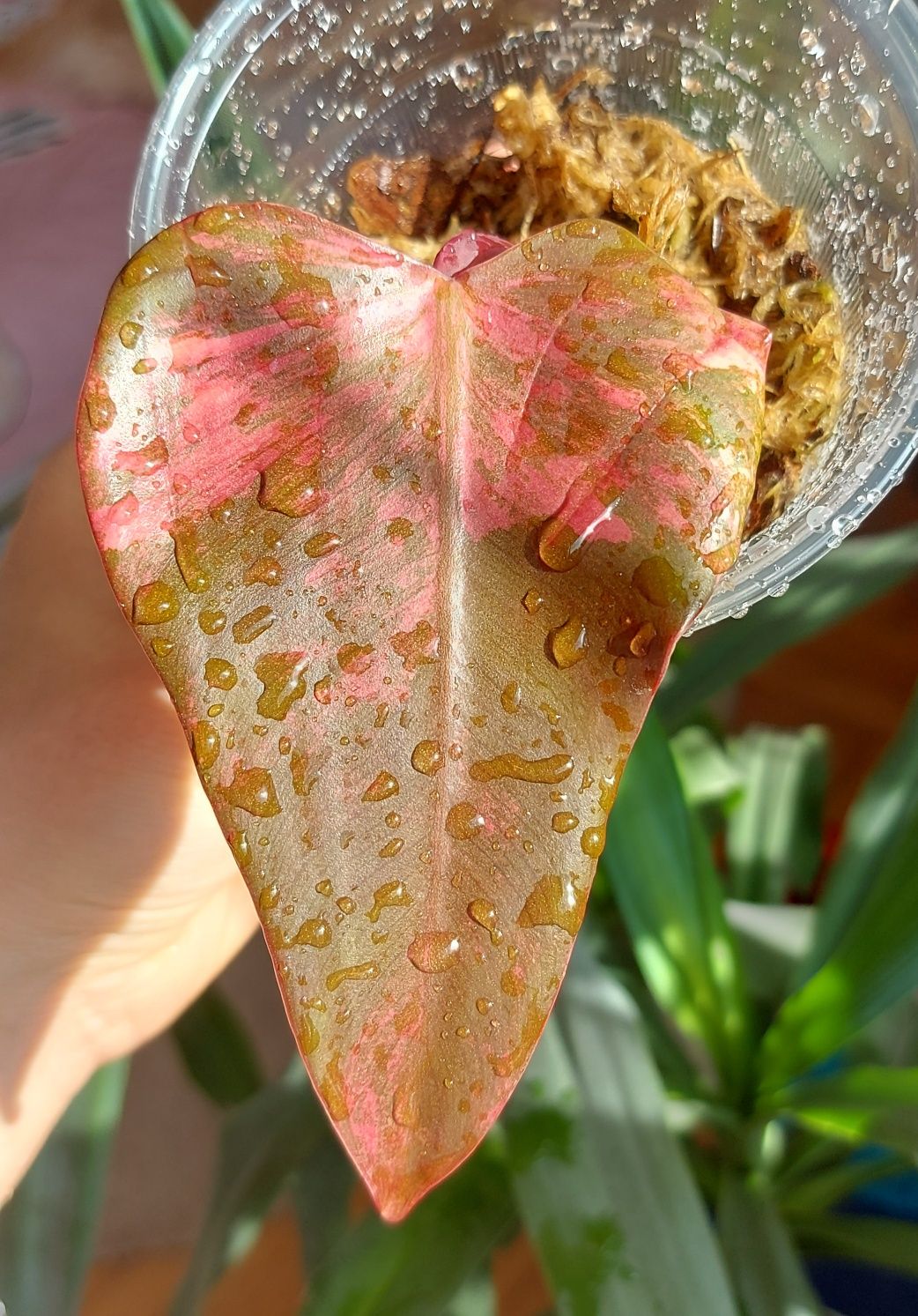 Филодендрон Red emerald variegated