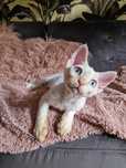 Kot Devon Rex kocurek