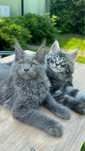 Maine Coon  niebieski duży kocurek