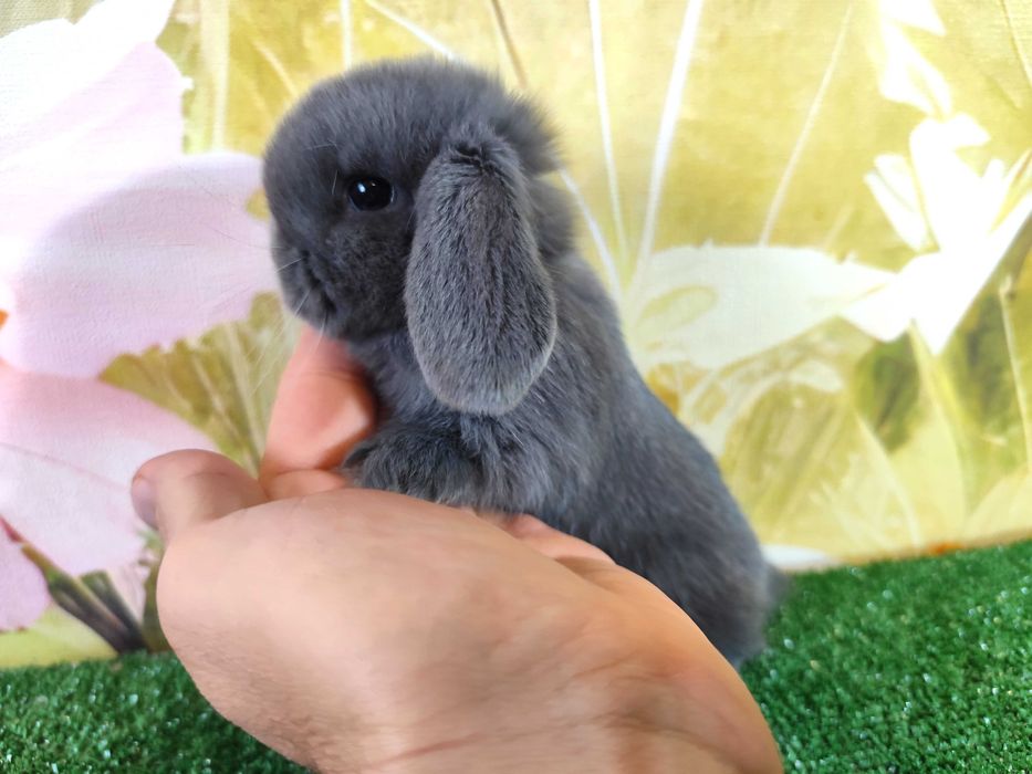 PIĘKNY Mini Lop niebieski bluey miniaturka baranek karzełek