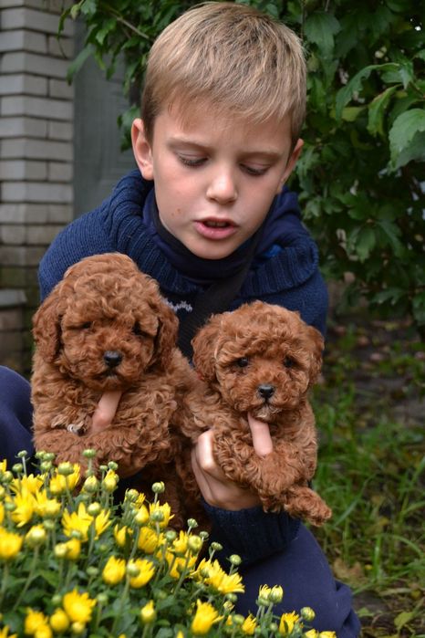 Дівчата і хлопці .Ред браун "