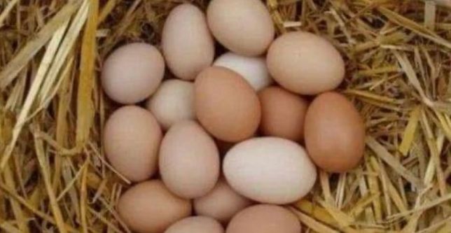 Sprzedaż jajek wiejskich