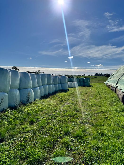 Balot sianokiszonki 125cm z sianych łąk