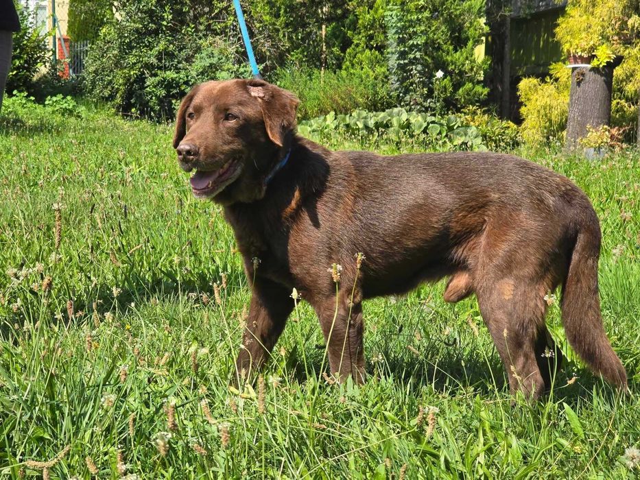 Atos - pies w typie labradora