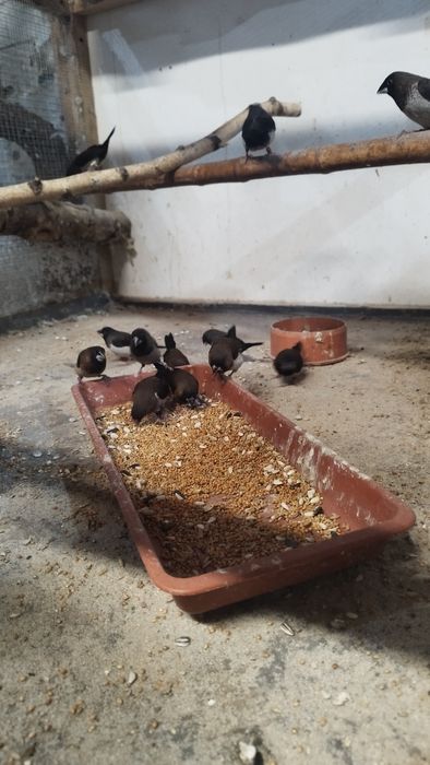 Mewka japońska młode