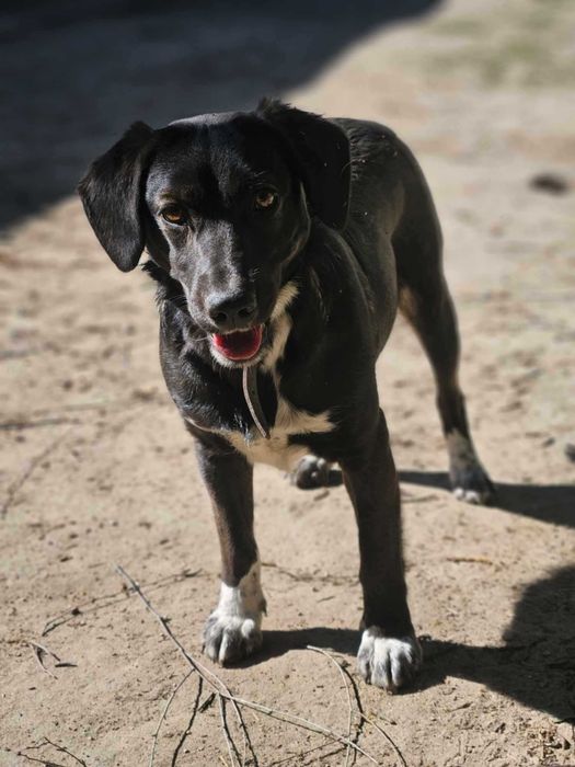 Nastka szuka domu schronisko Zgierz -aktualne