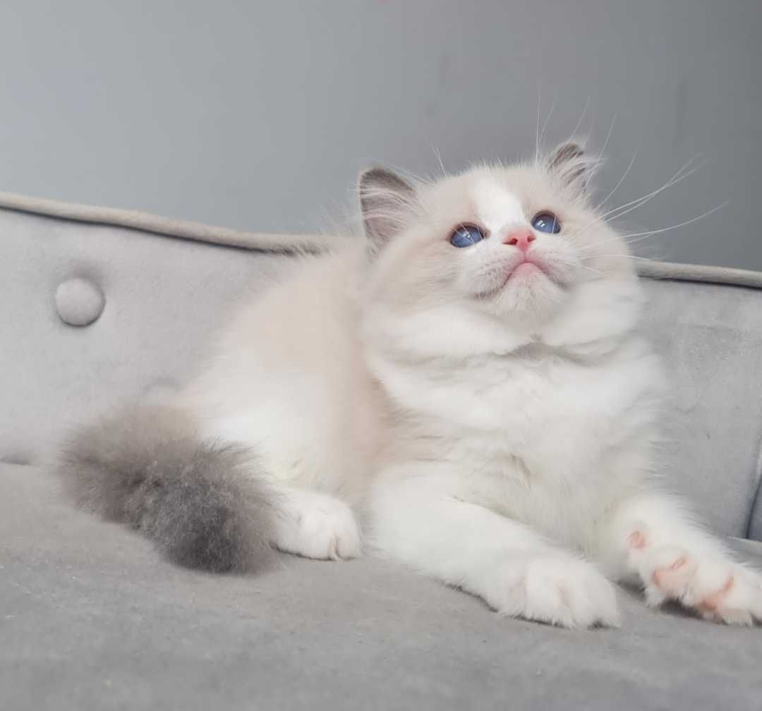Kocurek Ragdoll Blue Bikolor