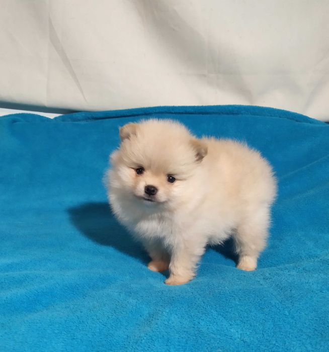 Мазушка -веселушка