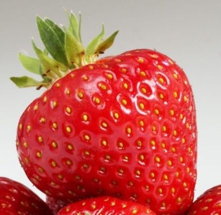 Truskawki młode sadzonki odmiana polka