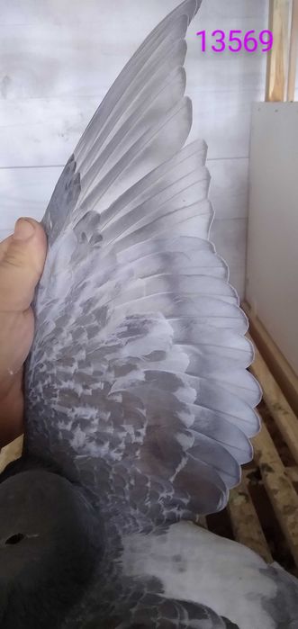 Gołębie pocztowe rubella