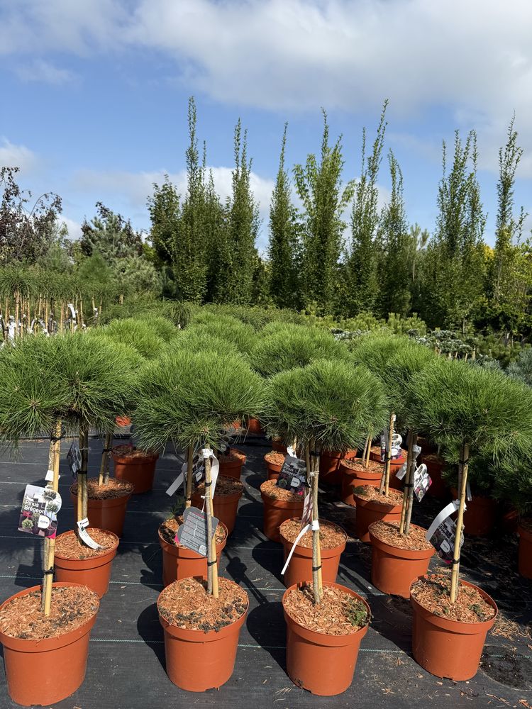 Sosna Szczepiona Maria Pinus 'Marie Brégeon'