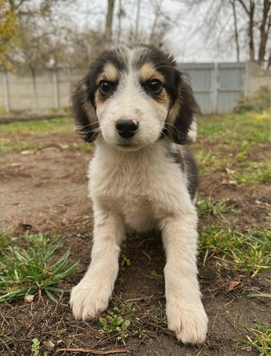 Щенята шукають новий дім!