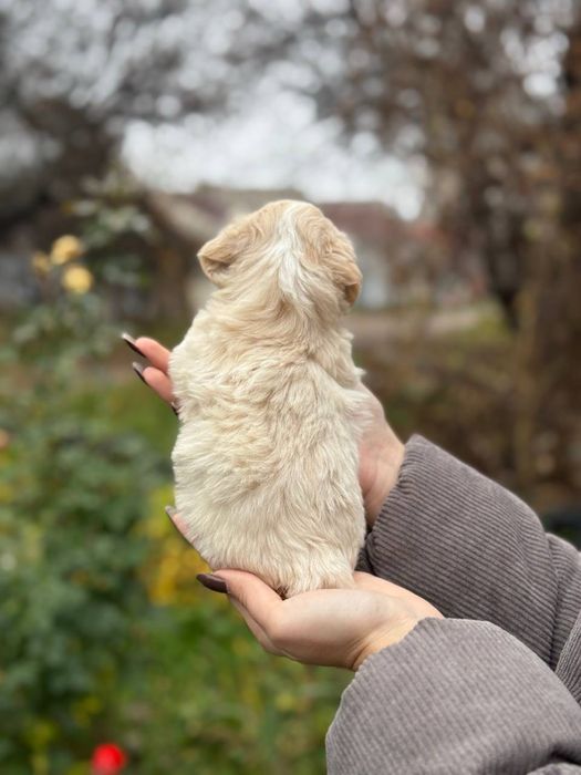 Выбираем друга, мальтипу ф1 мальчики