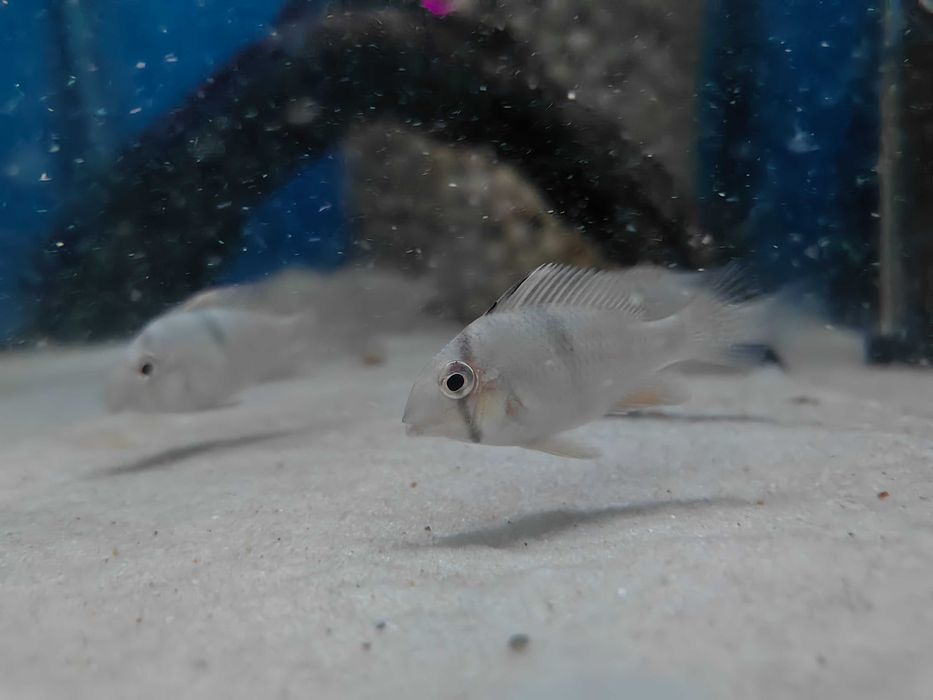 Guianacara owroewefi F1