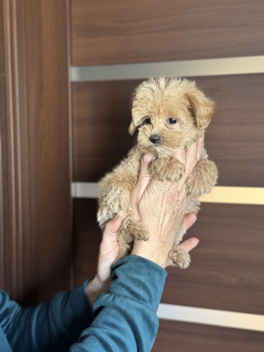 Мальтіпу дівчинка з ляльковою мордочкою міні мікро тікап той пудель