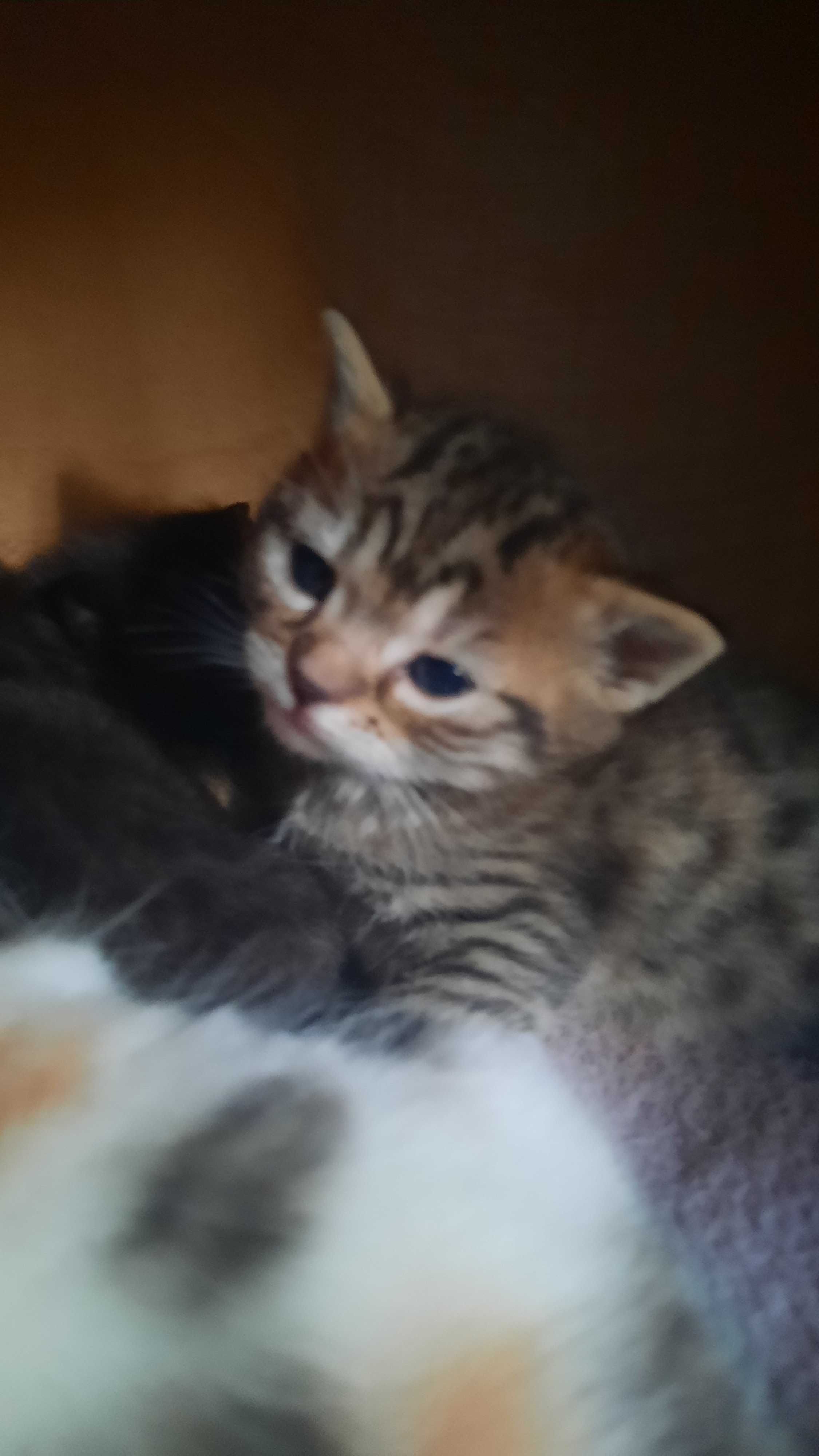 Віддам в добрі руки кошенят