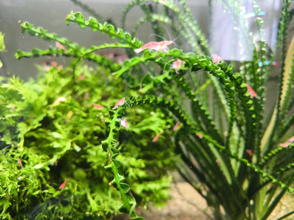 Krewetki red cherry