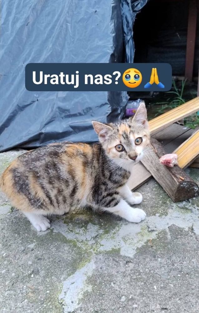 Uratujesz je? Lili i Lola