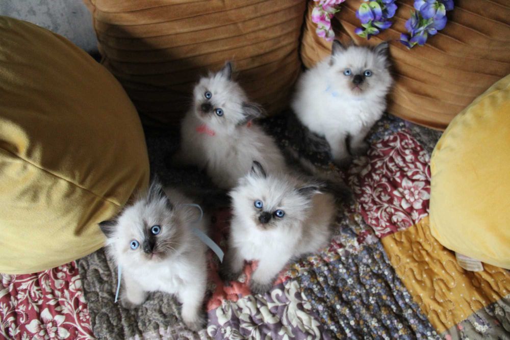 Kotka Neva Masquerade idealne umaszczenie Seal Point kot syberyjski