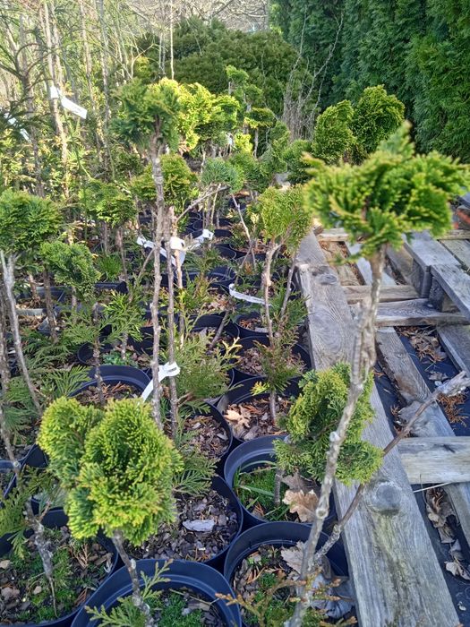 CYPRYSIK tępołuskowy 'NANA GRACILIS' , Thuja WHIPCORD - na pniu