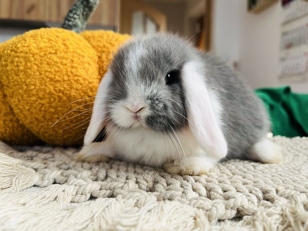 MINI LOP 100% króliki rasowe, HODOWLA - króliczek miniaturka, królik