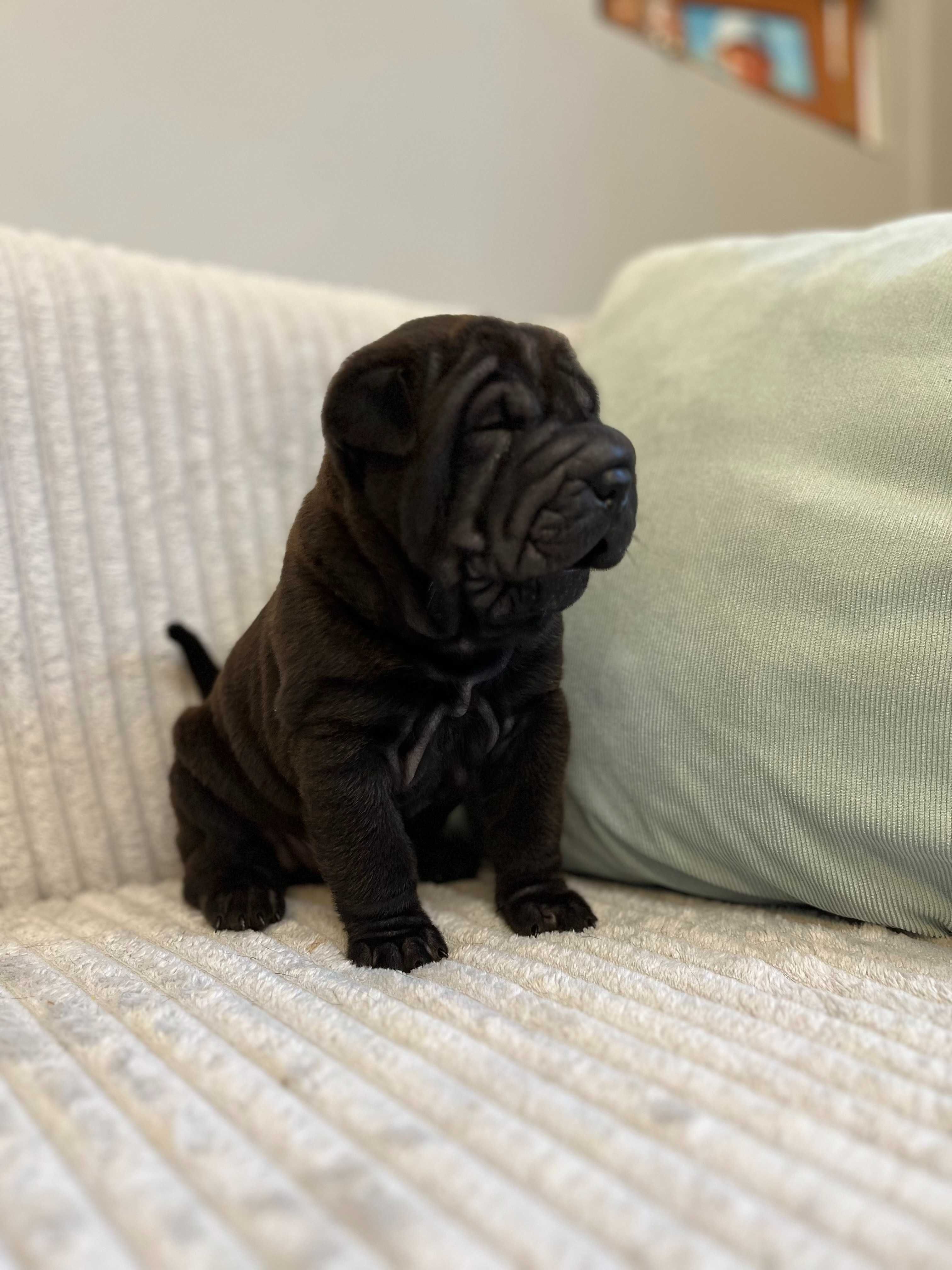 Śliczny piesek SHAR PEI ! Hodowla Fałdowce FCI