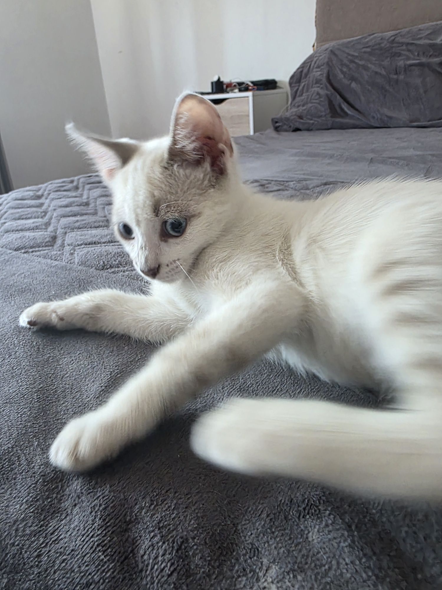 Gatinho macho para adoção responsável