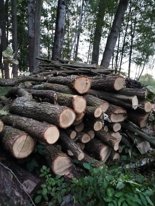 Drzewo liściaste  dębowe lub mieszane