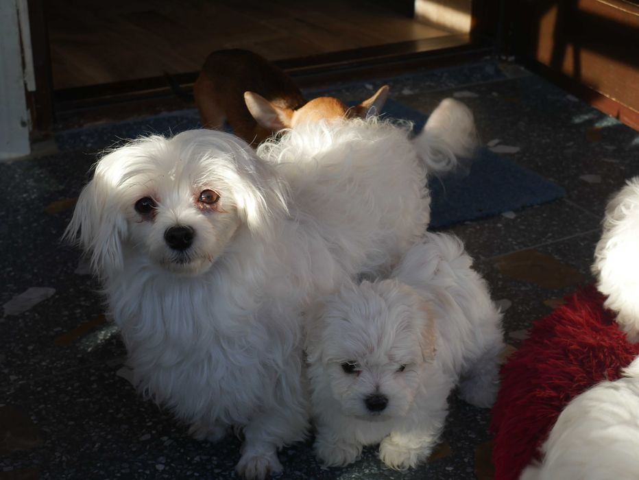 Maltańczyk  MINI piesek