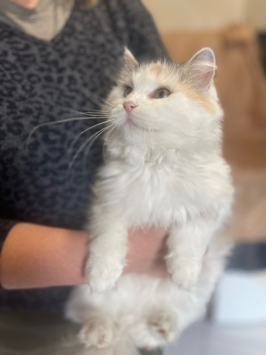 Котята  котики  отдам красивая кошка