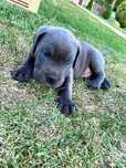 Cane corso błękitne