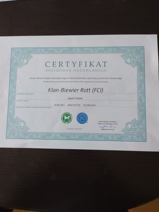 Śliczny samczyk Fan z metryką ZKwP/FCI Biewer Yorkshire terrier.