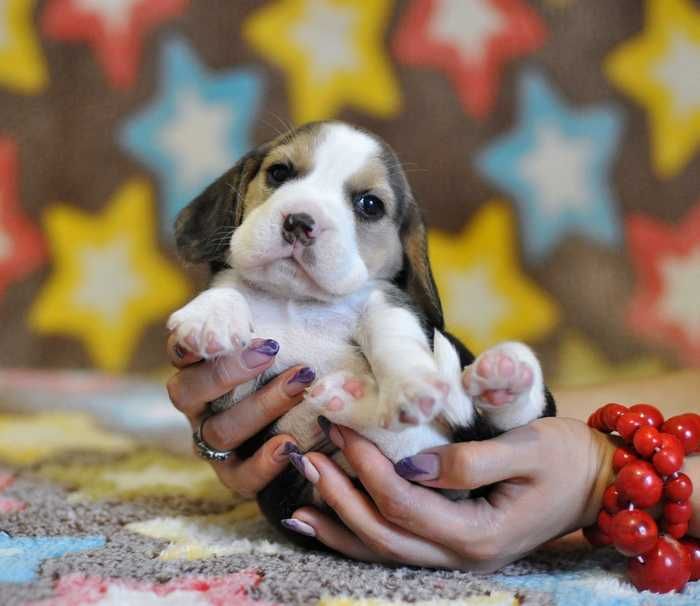 Видео) Элит щенки бигля, цуценята бігля из топ питомника, гентесты.