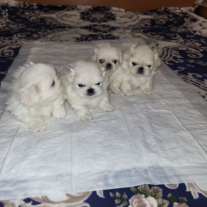 Цуценята пекінес