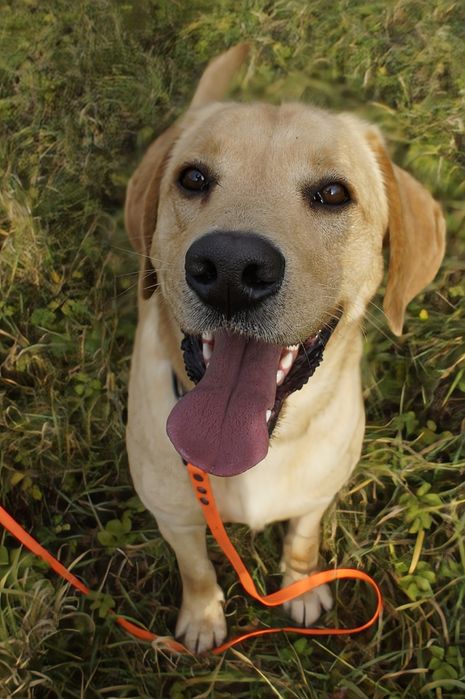 Pluto labrador do adopcji