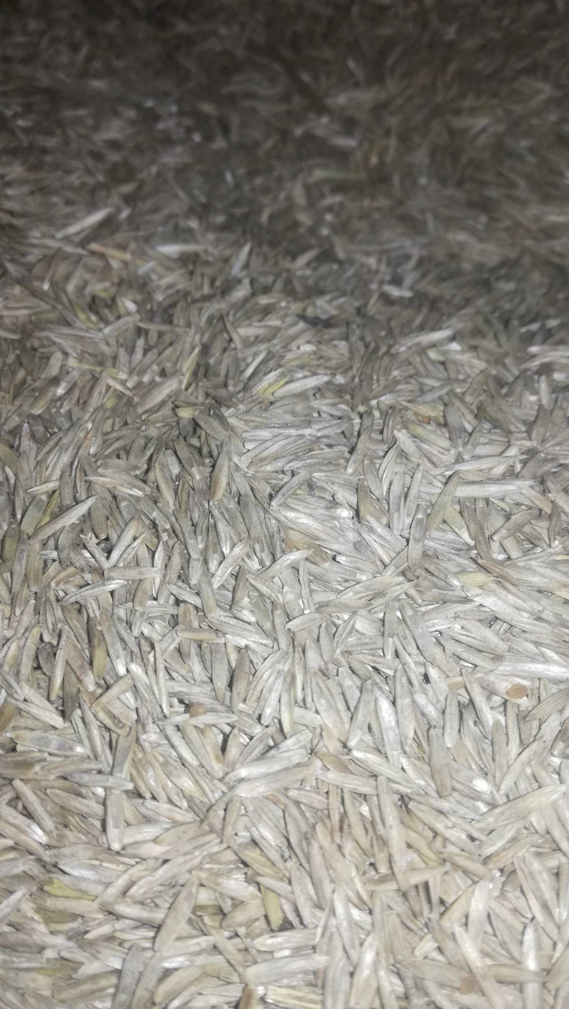 ŻycicaTrwała(bokser),Rajgras Angielski,trawa na trawnik, nasiona trawy
