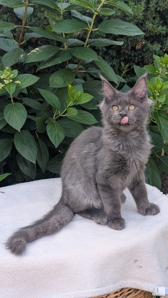 Kocurek niebieski solid Maine Coon. Opcja hodowlana. Zapraszamy